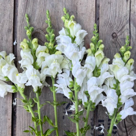 Snapdragon Monaco White Seeds Namibia
