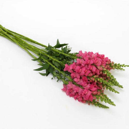 Snapdragon Potomac Dark Pink Seeds Namibia