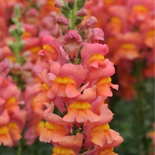 Snapdragon Potomac Orange Seeds Namibia