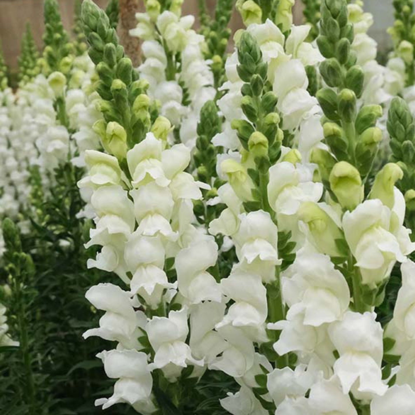 Snapdragon Potomac White Seeds Namibia