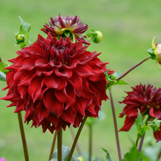 Spartacus Dahlia Tuber