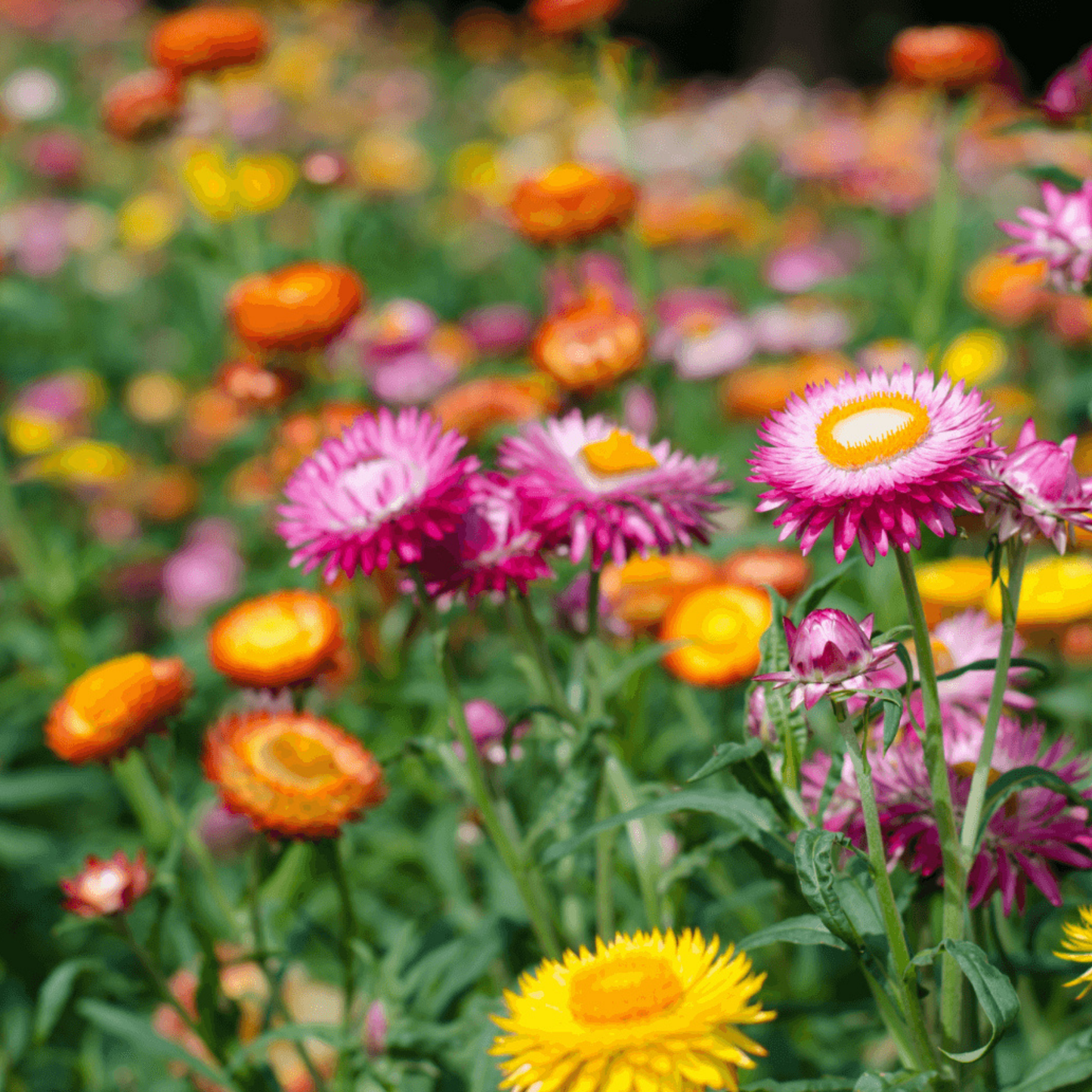 Strawflower Seeds Mixed Colours
