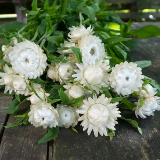 Strawflower Seeds Silvery White