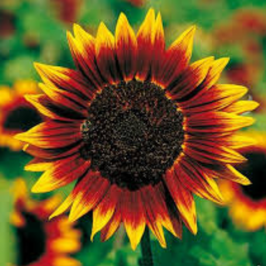 Sunflower ProCut Bi-Colour Seed Namibia