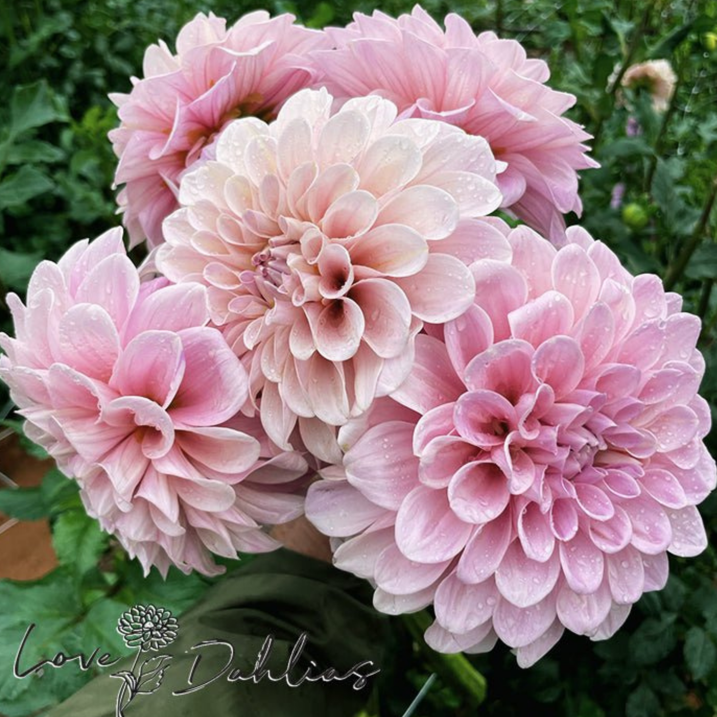Sweet Nathalie Dahlia Tuber | Namibia