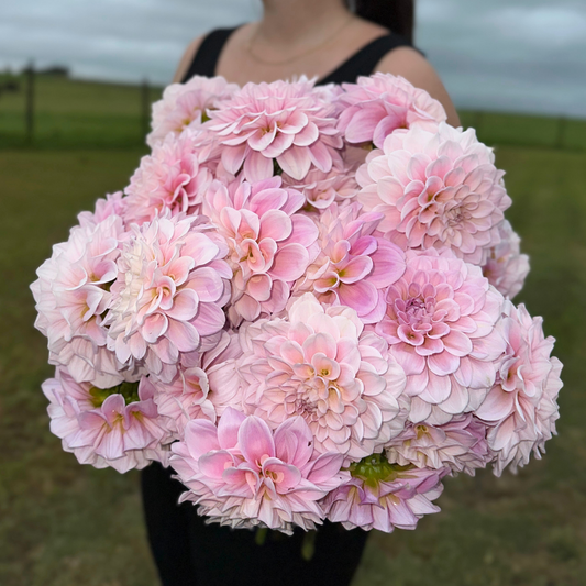 Sweet Nathalie Dahlia Tuber