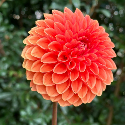 Sylvia (aka Maarn) Dahlia Tuber | Namibia