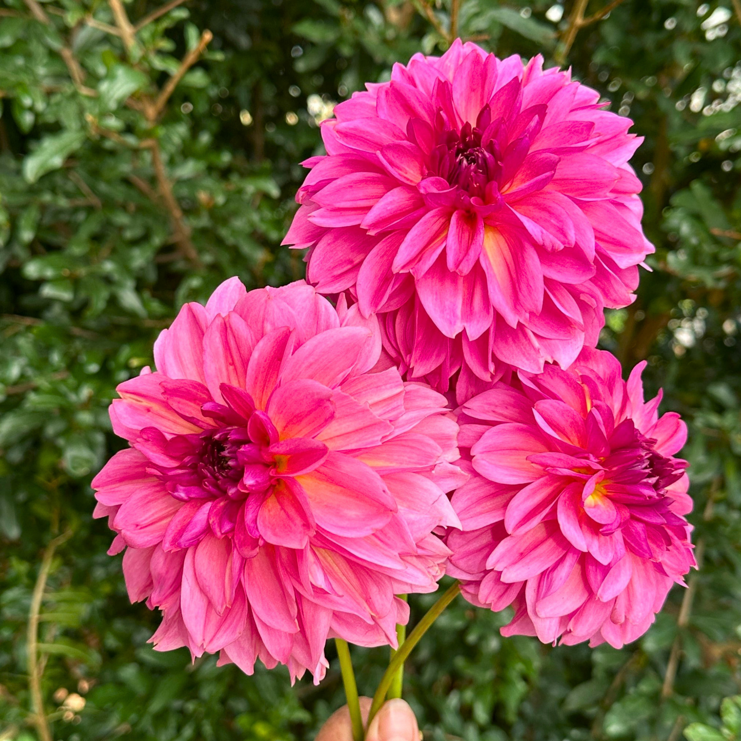 Wildbloom Reinette Dahlia Tuber | Namibia