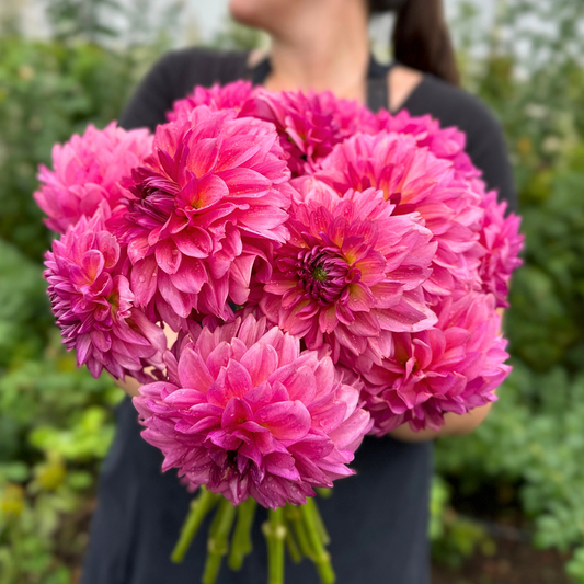Wildbloom Reinette Dahlia Tuber