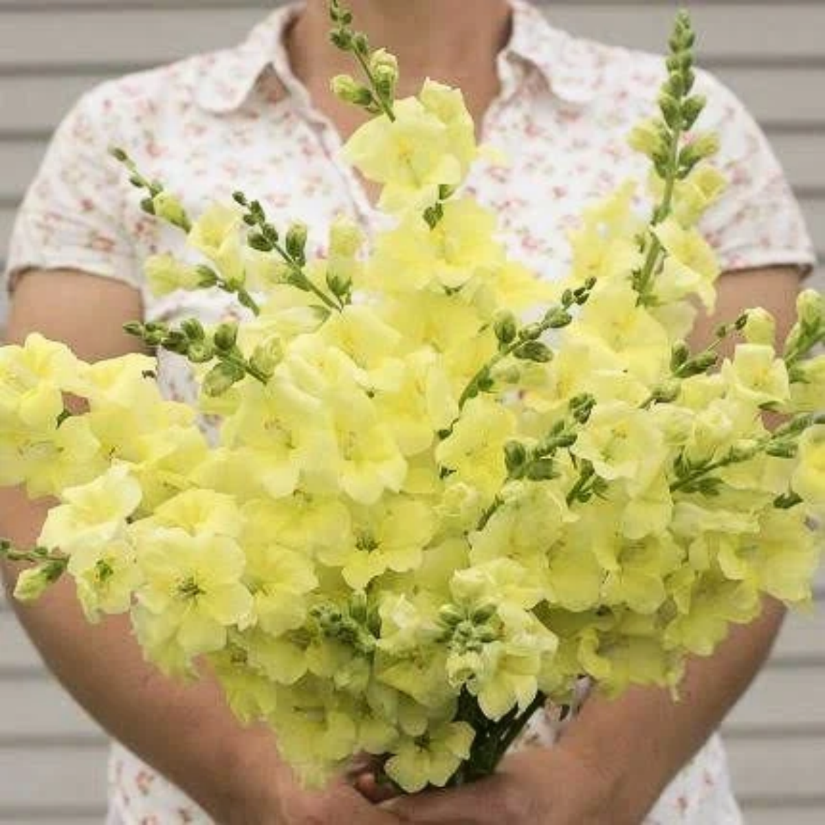 Snapdragon Potomac Yellow Seeds Namibia