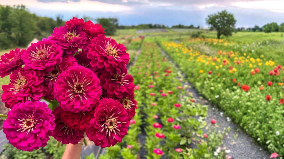 Sow and Grow Zinnias in Namibia