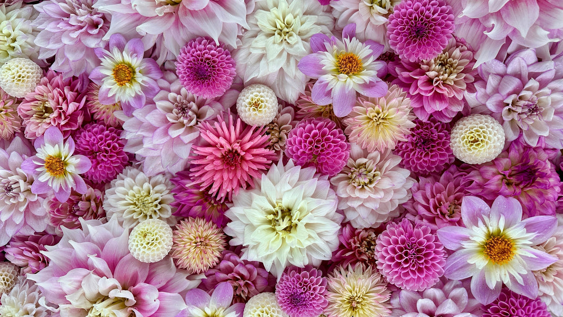 Dahlia Classifications: A Guide to the Different Types of Dahlias