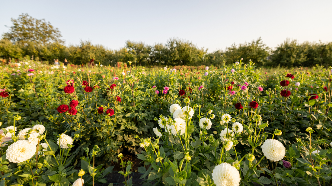 Want to grow dahlias? All Your Questions Answered