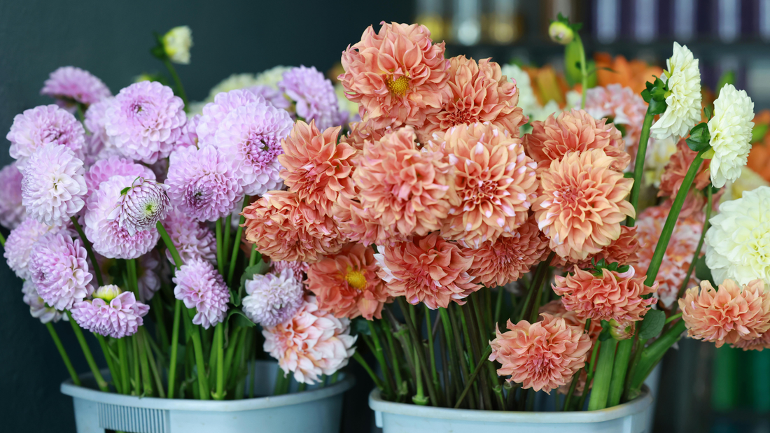 Why Namibia Needs Backyard Flower Farmers