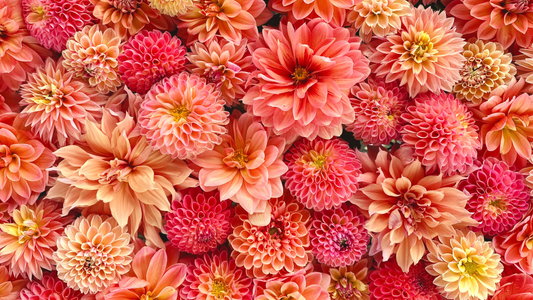 Where to Buy Dahlia Tubers in Namibia