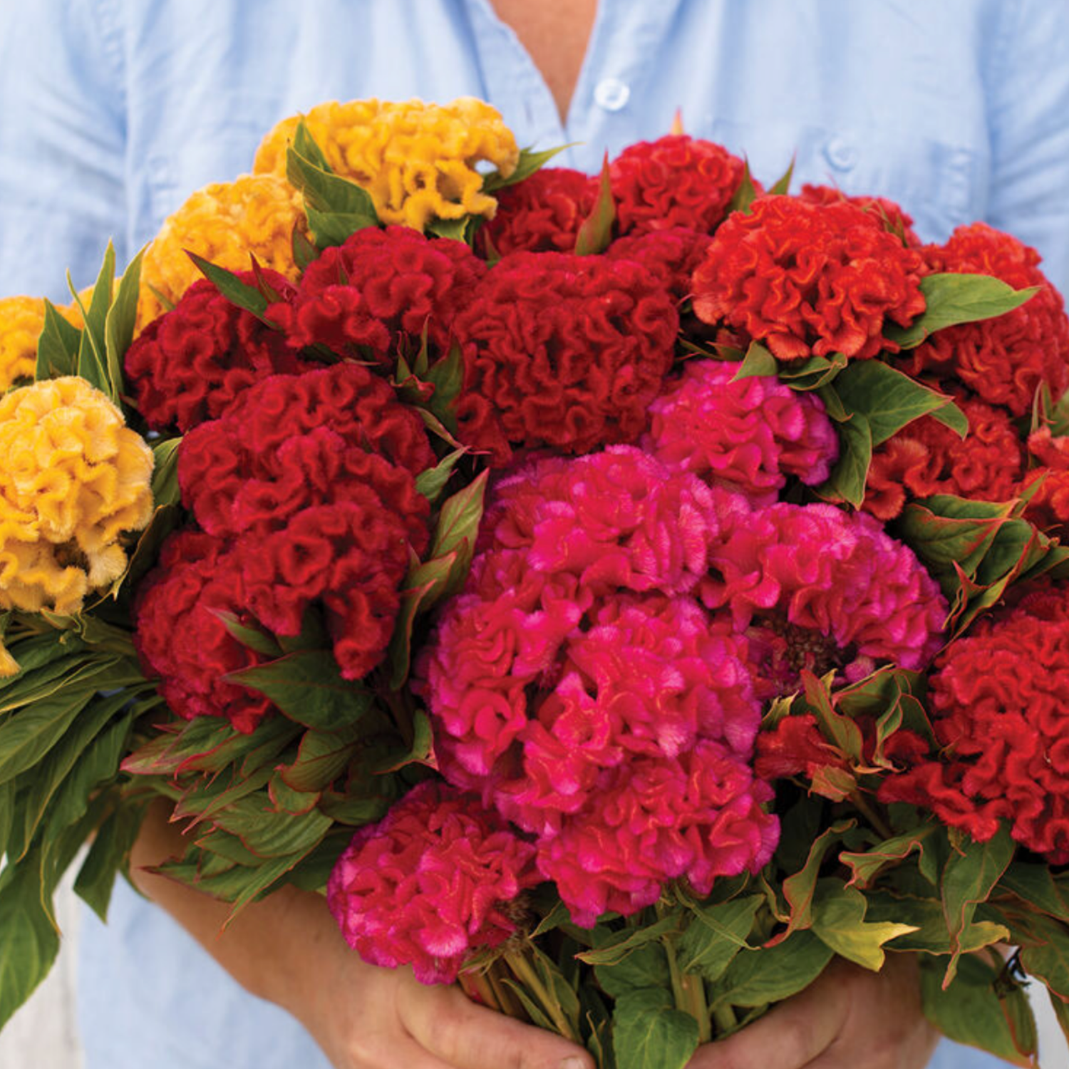 Celosia Chief Seeds