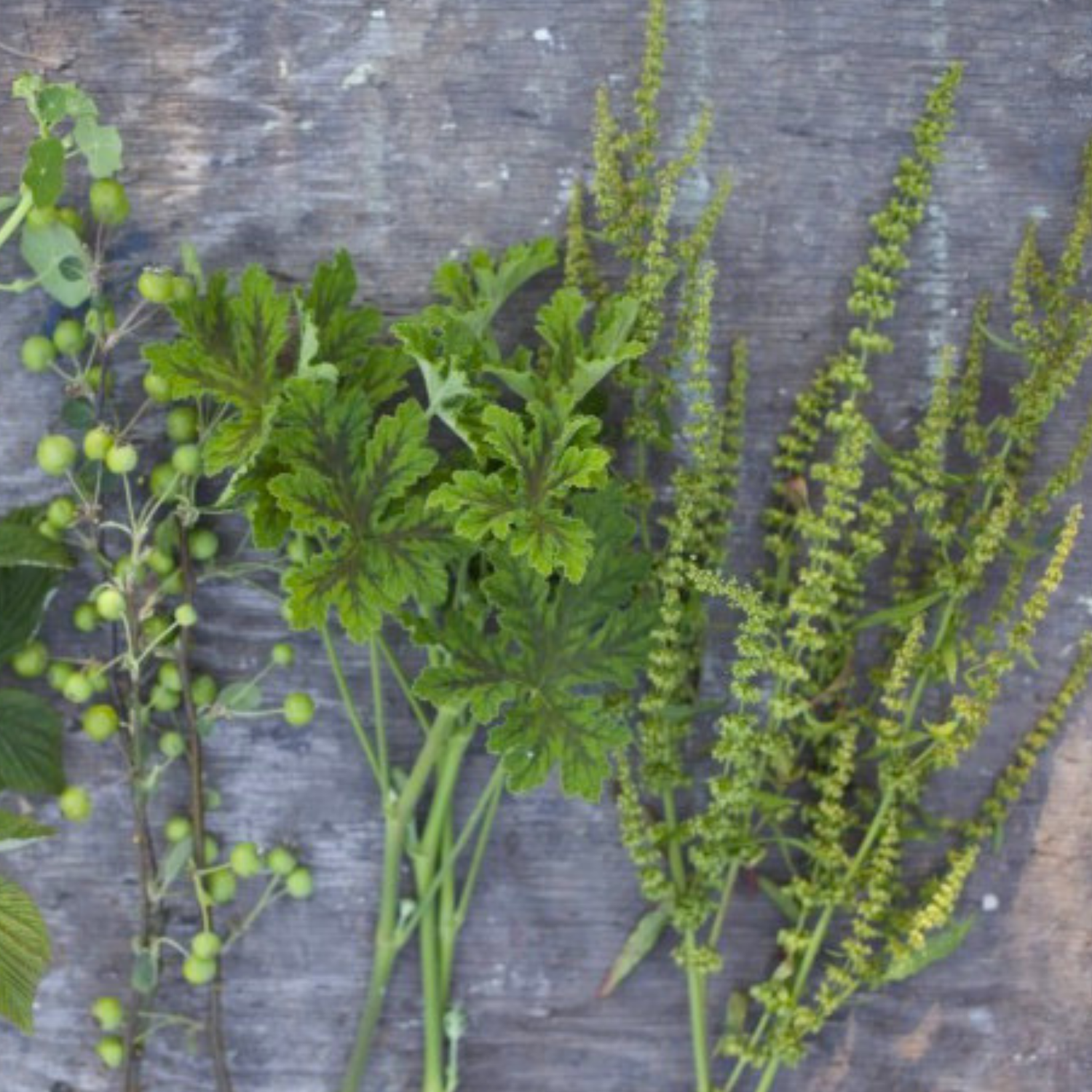 Foliage and Fillers