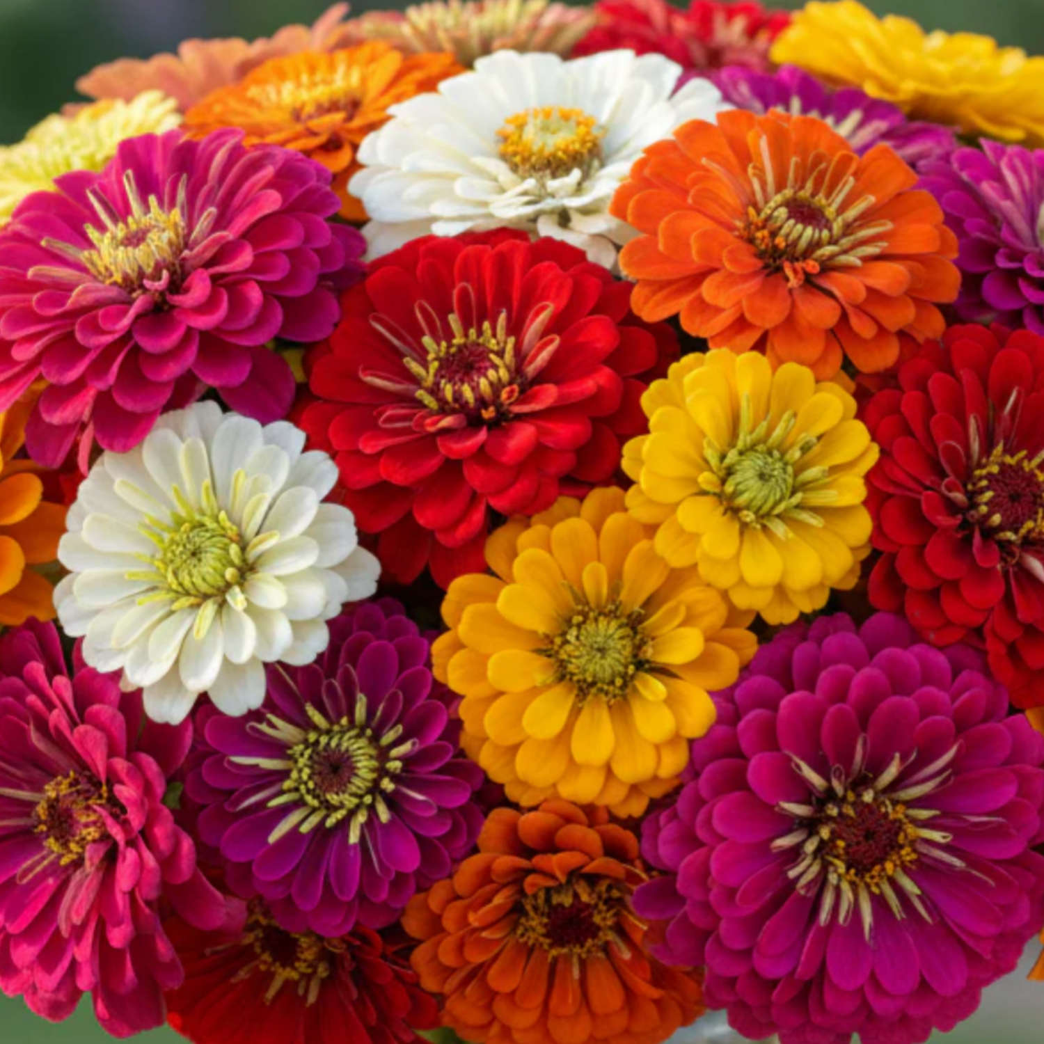 Zinnia Seeds