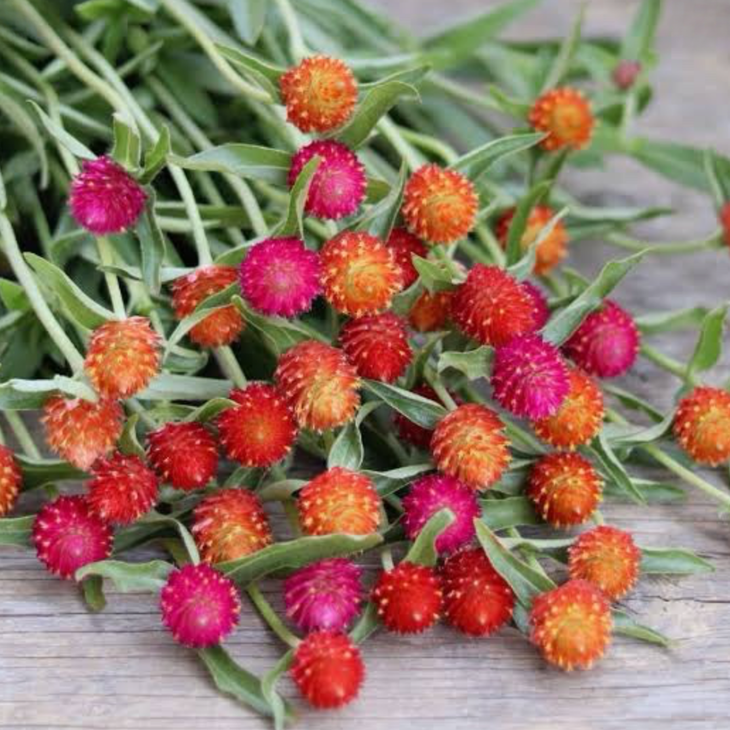 Gomphrena QIS Seeds