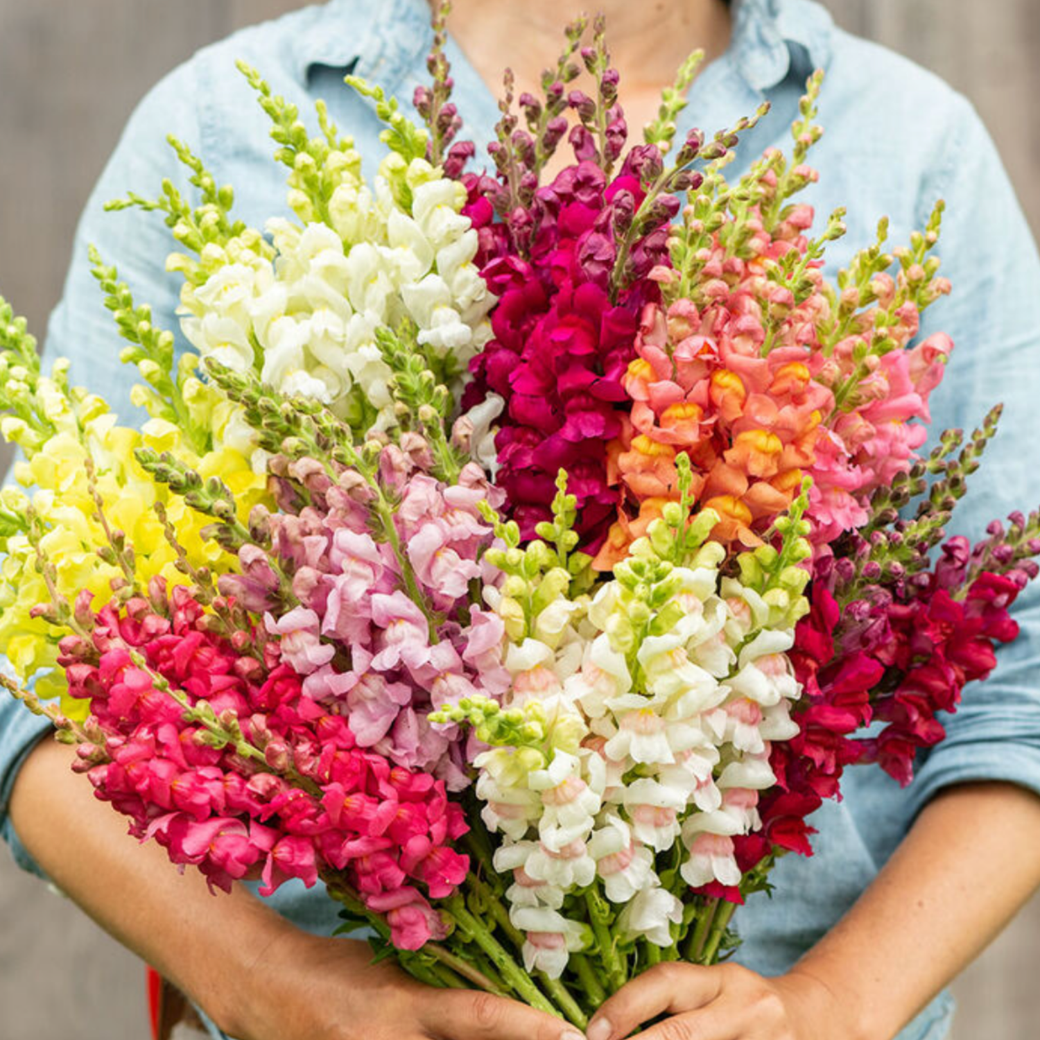 Snapdragon Seeds