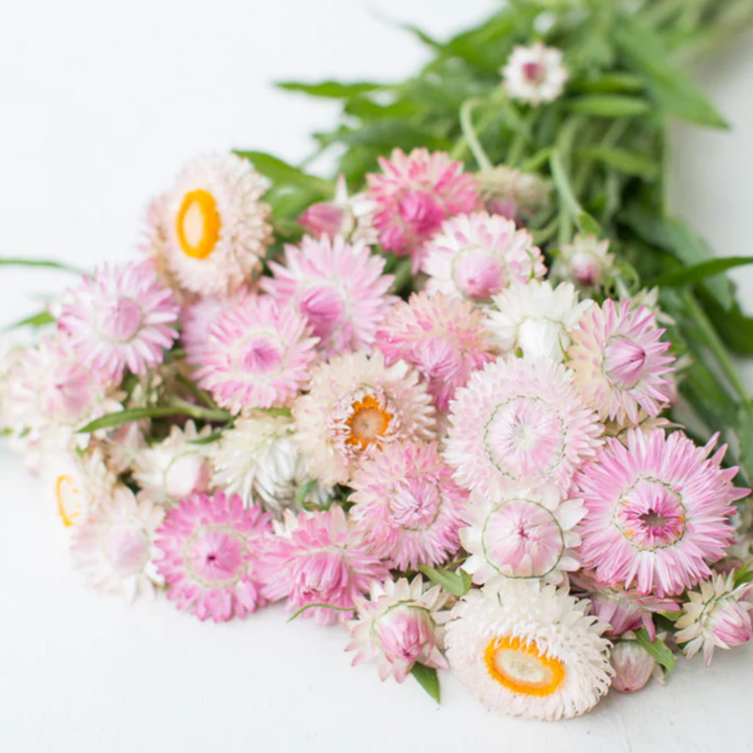 Strawflower Seeds
