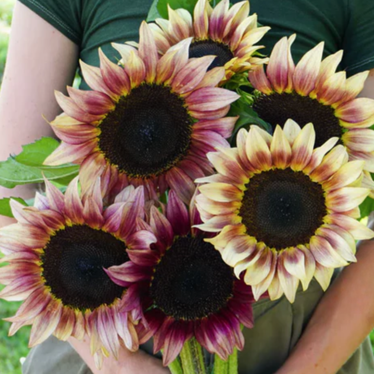 Sunflower ProCut Seeds