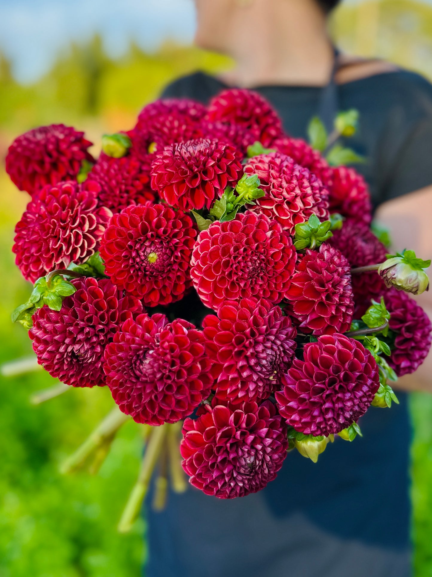 Cornel Red Dahlia Tuber