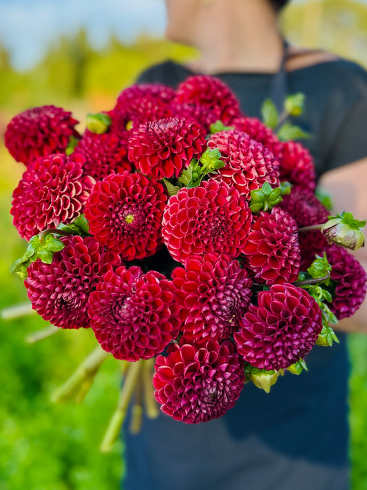 Cornel Red Dahlia Tuber