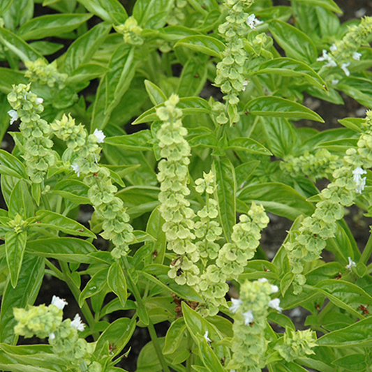Basil Prospera Seeds  Namibia
