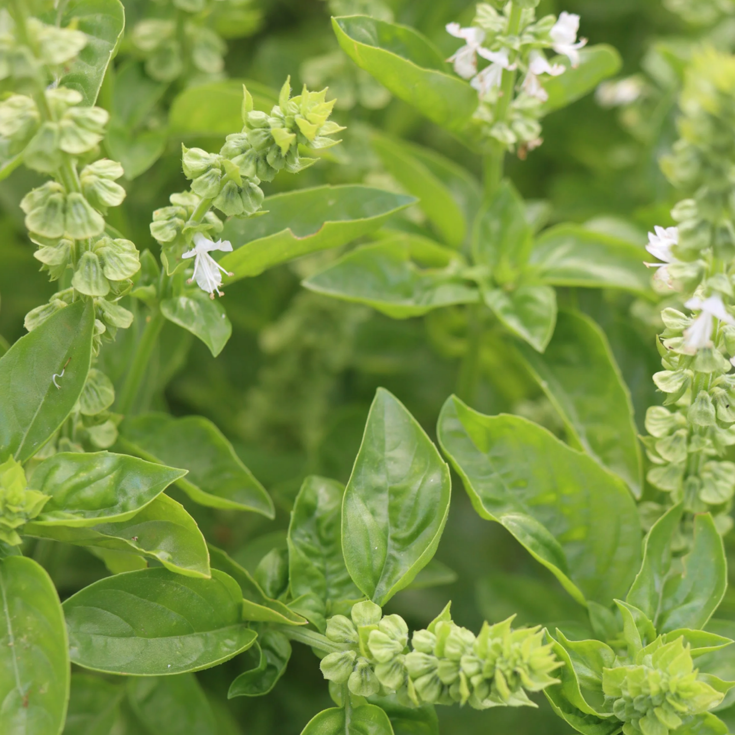 Basil Prospera Seeds  Namibia