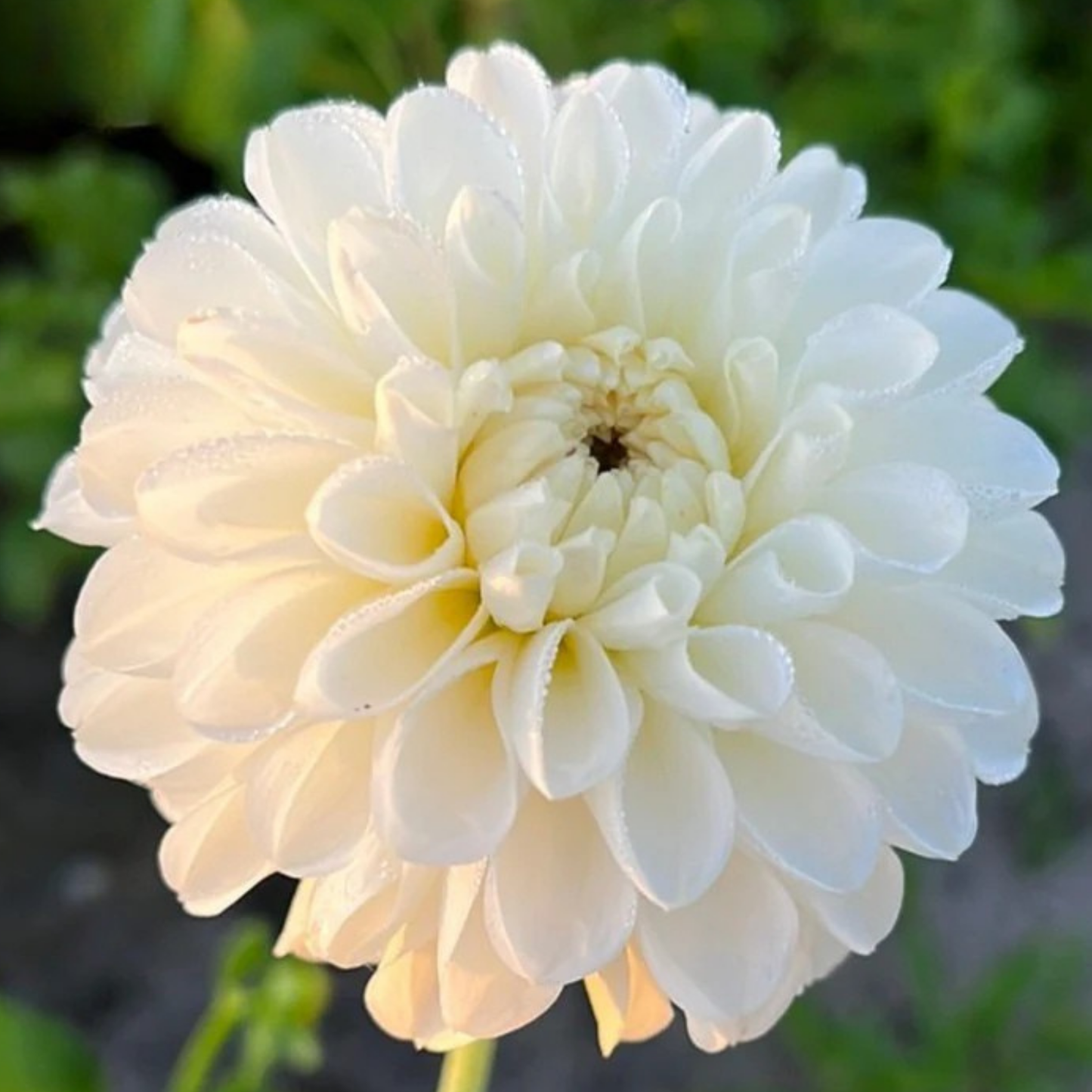 Bazuin Snow White Dahlia Tuber | Namibia