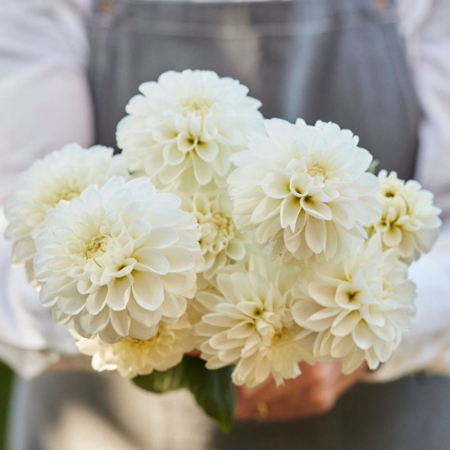 Bazuin Snow White Dahlia Tuber | Namibia