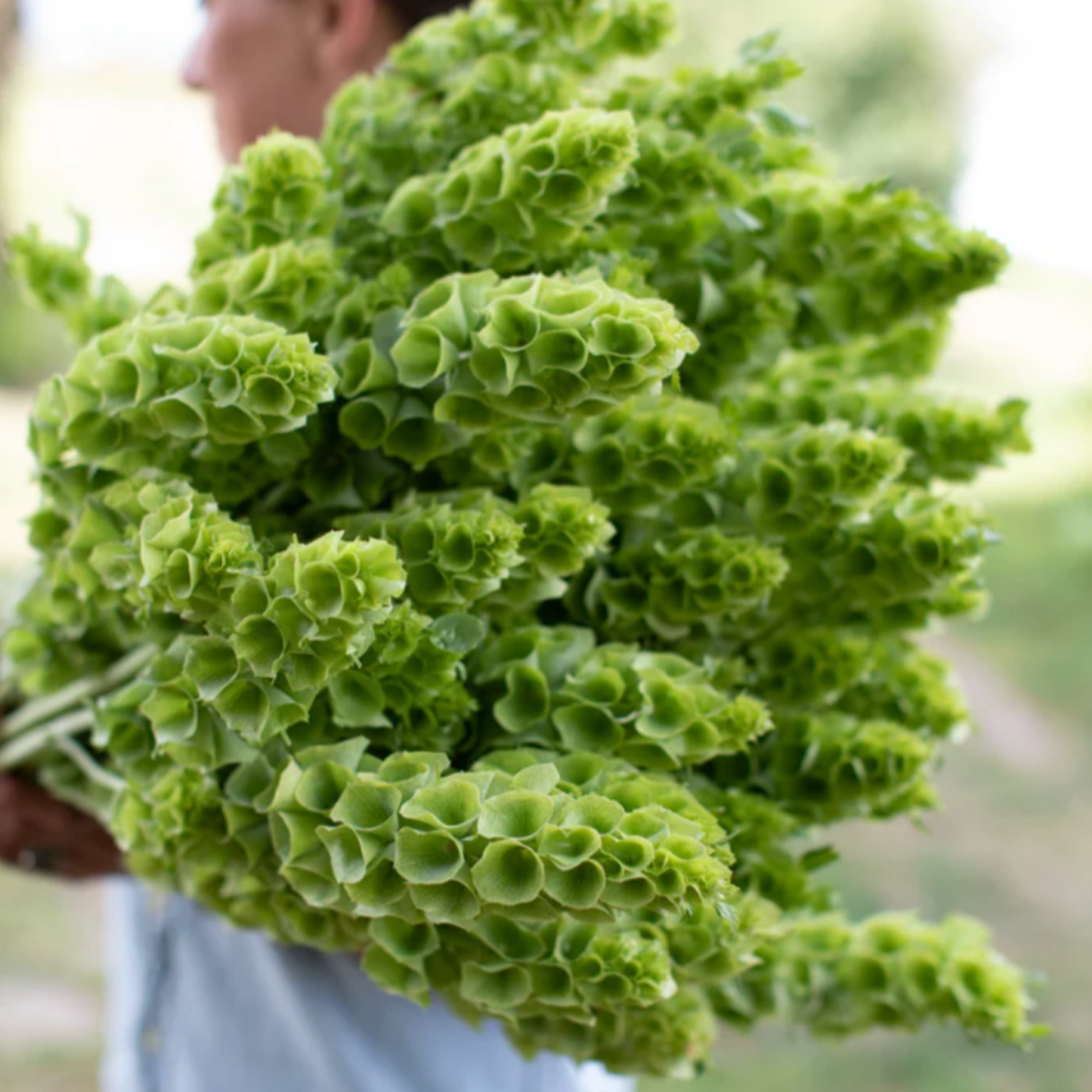 Bells of Ireland Seeds Namibia