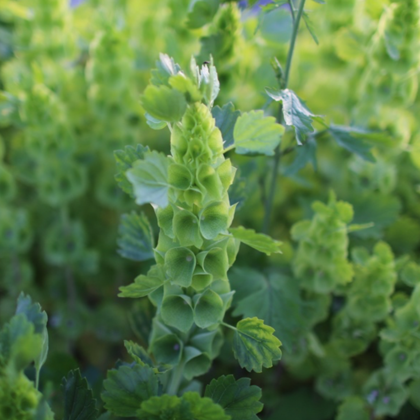 Bells of Ireland Seeds Namibia
