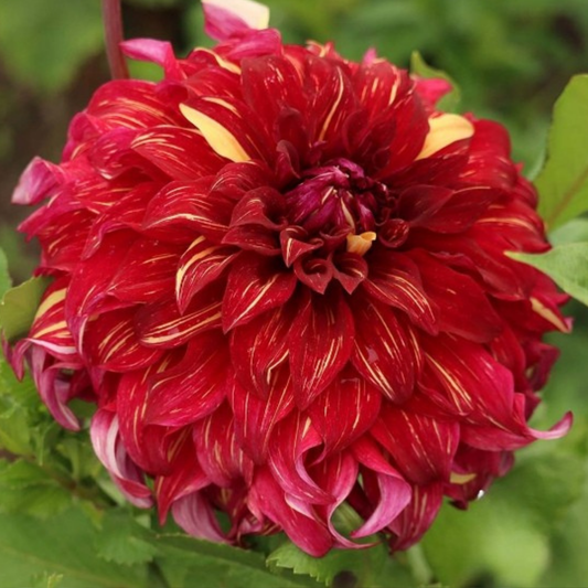 Bohemian Spartacus Dahlia Tuber | Namibia