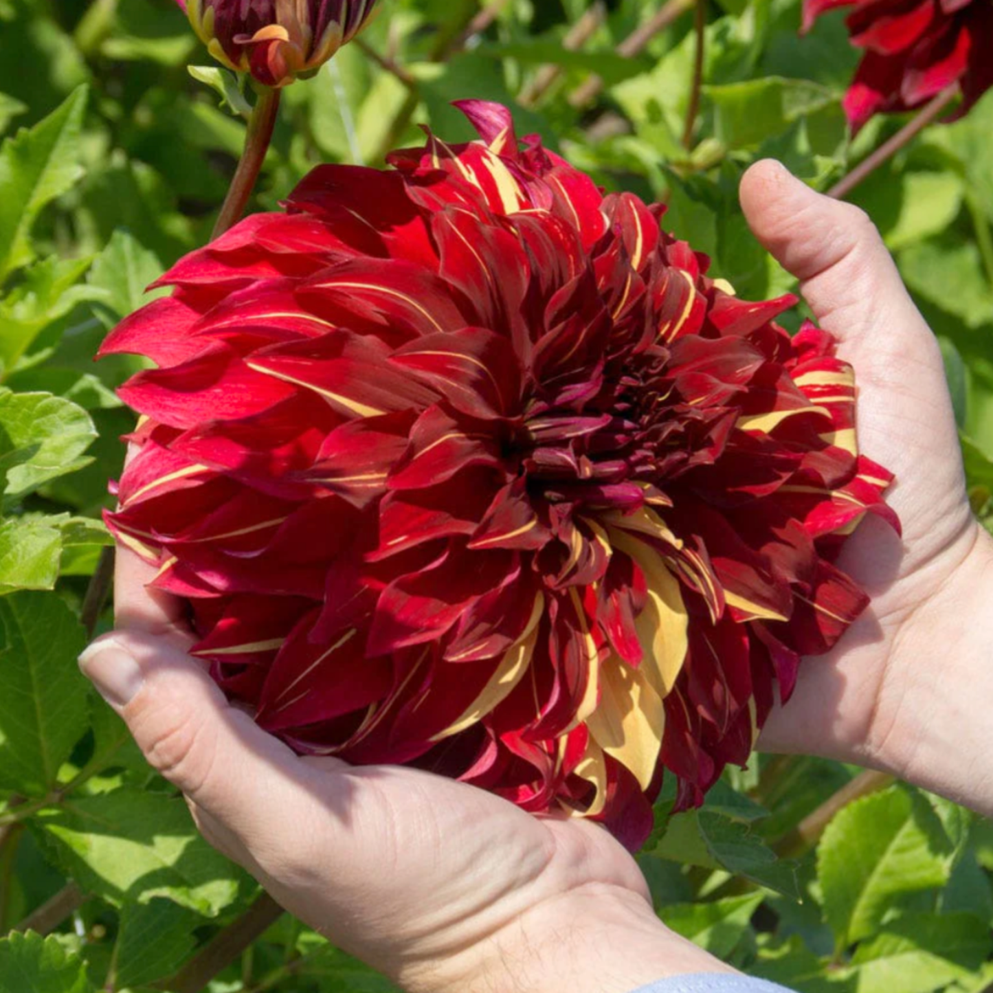 Bohemian Spartacus Dahlia Tuber | Namibia
