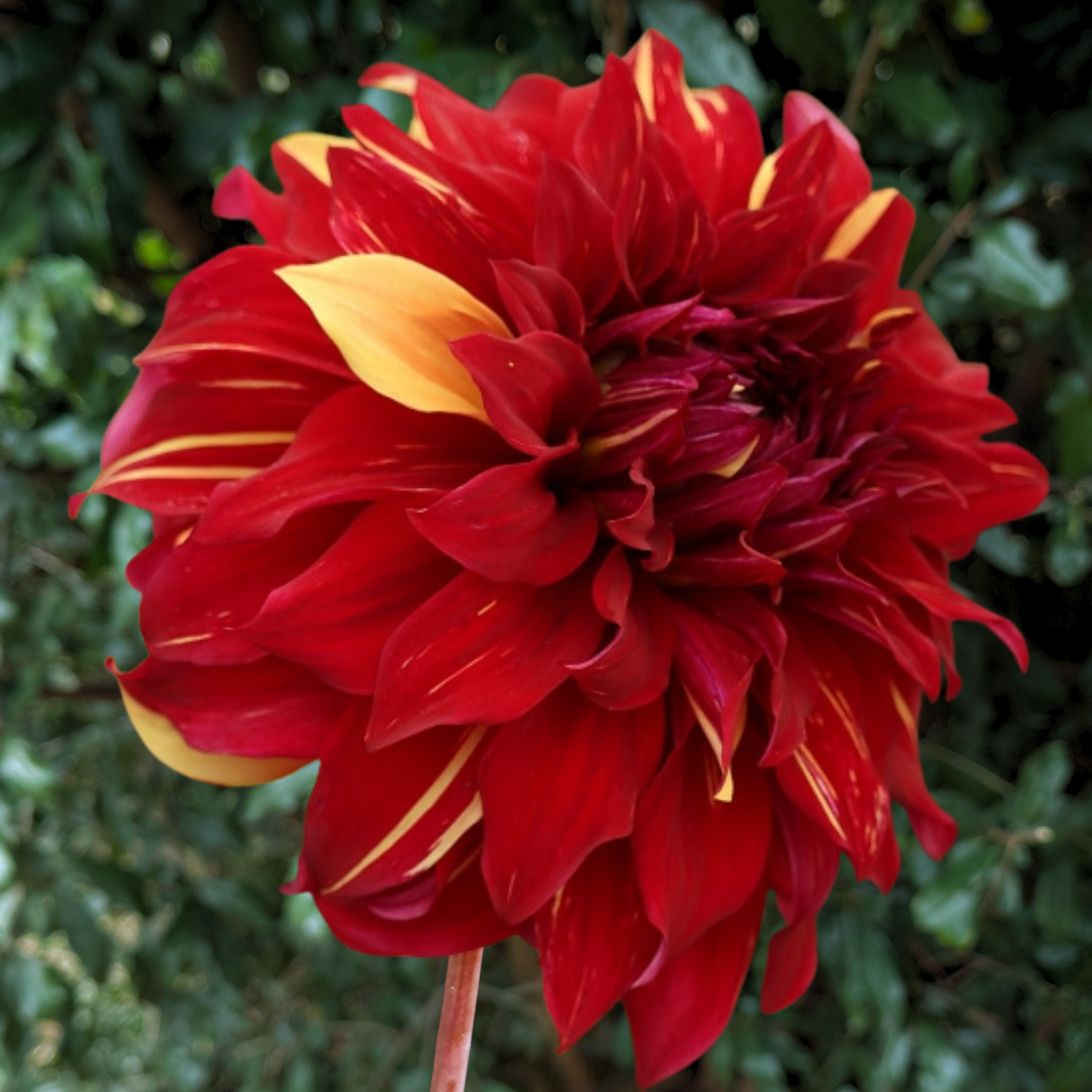 Bohemian Spartacus Dahlia Tuber | Namibia