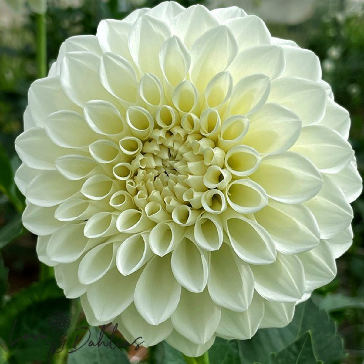 Boom Boom Dahlia Tuber | Namibia