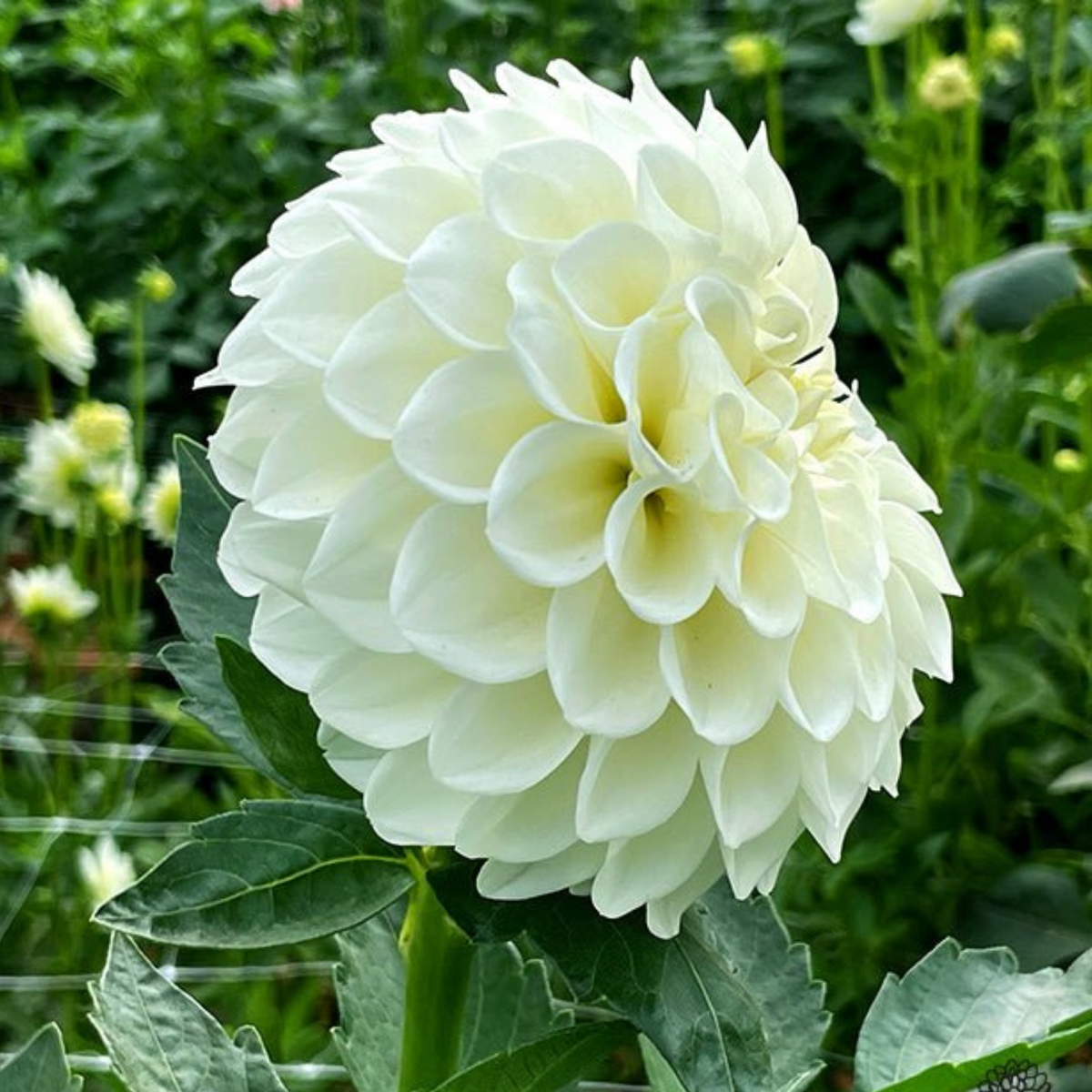 Boom Boom Dahlia Tuber | Namibia