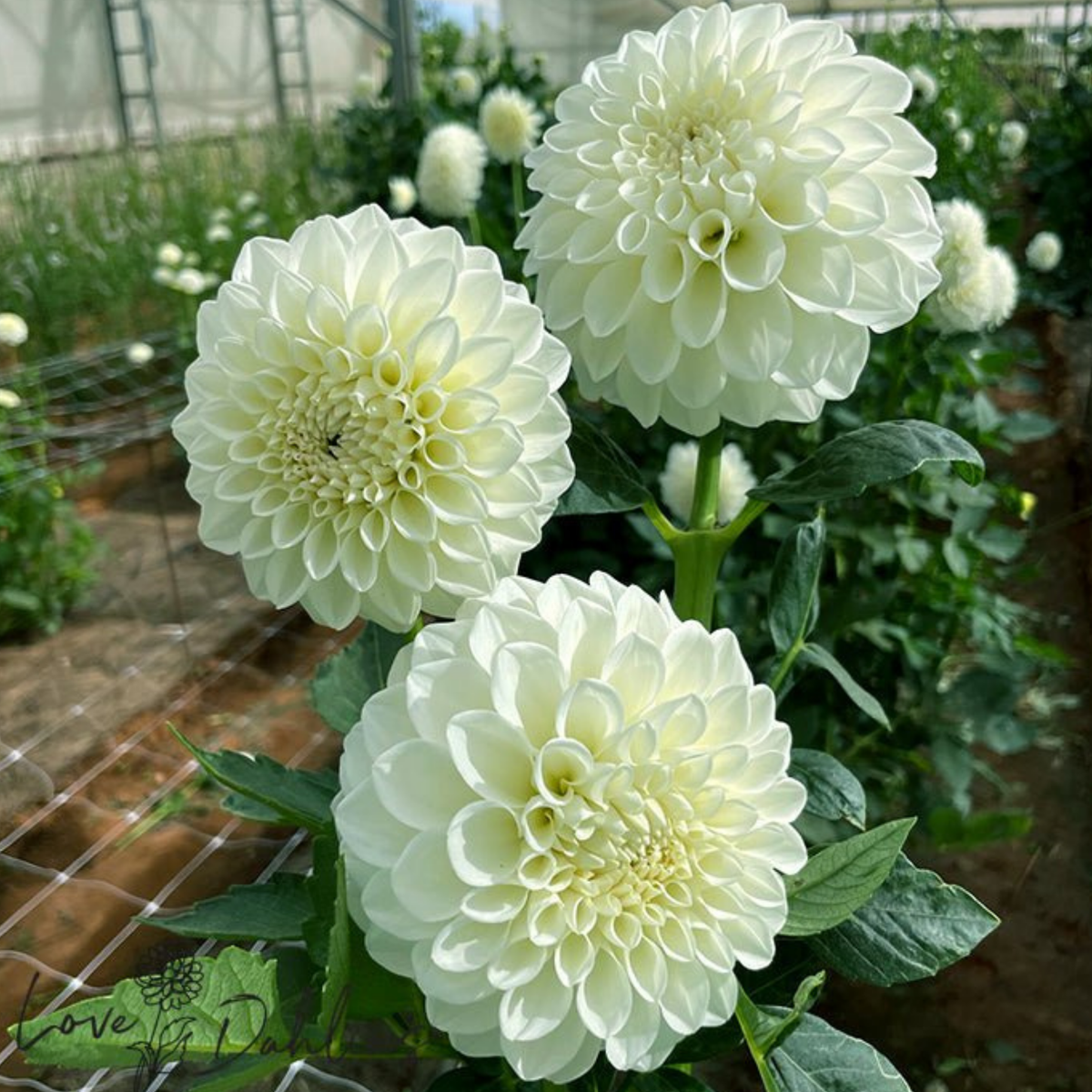 Boom Boom Dahlia Tuber | Namibia