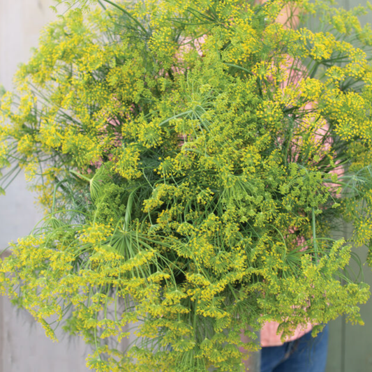 Dill 'Bouquet' Seeds Namibia