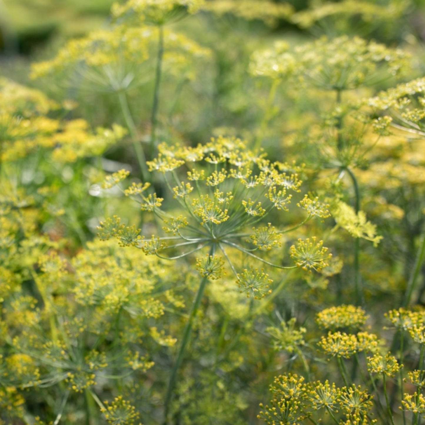 Dill 'Bouquet' Seeds Namibia