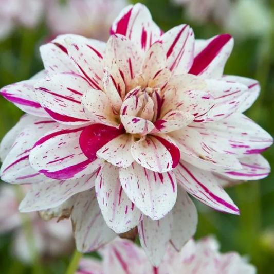 Bright Diamond Dahlia Tuber | Namibia