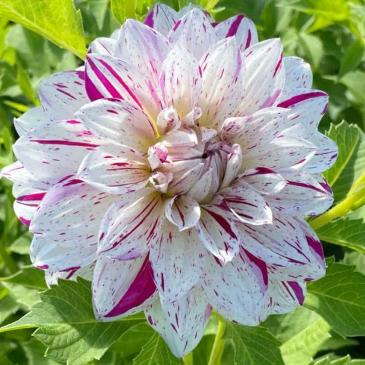Bright Diamond Dahlia Tuber | Namibia
