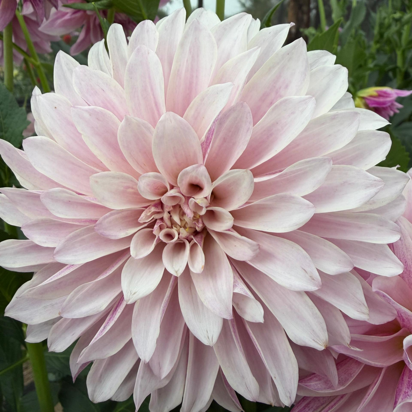 Cafe au Lait Royal Dahlia Tuber | Namibia