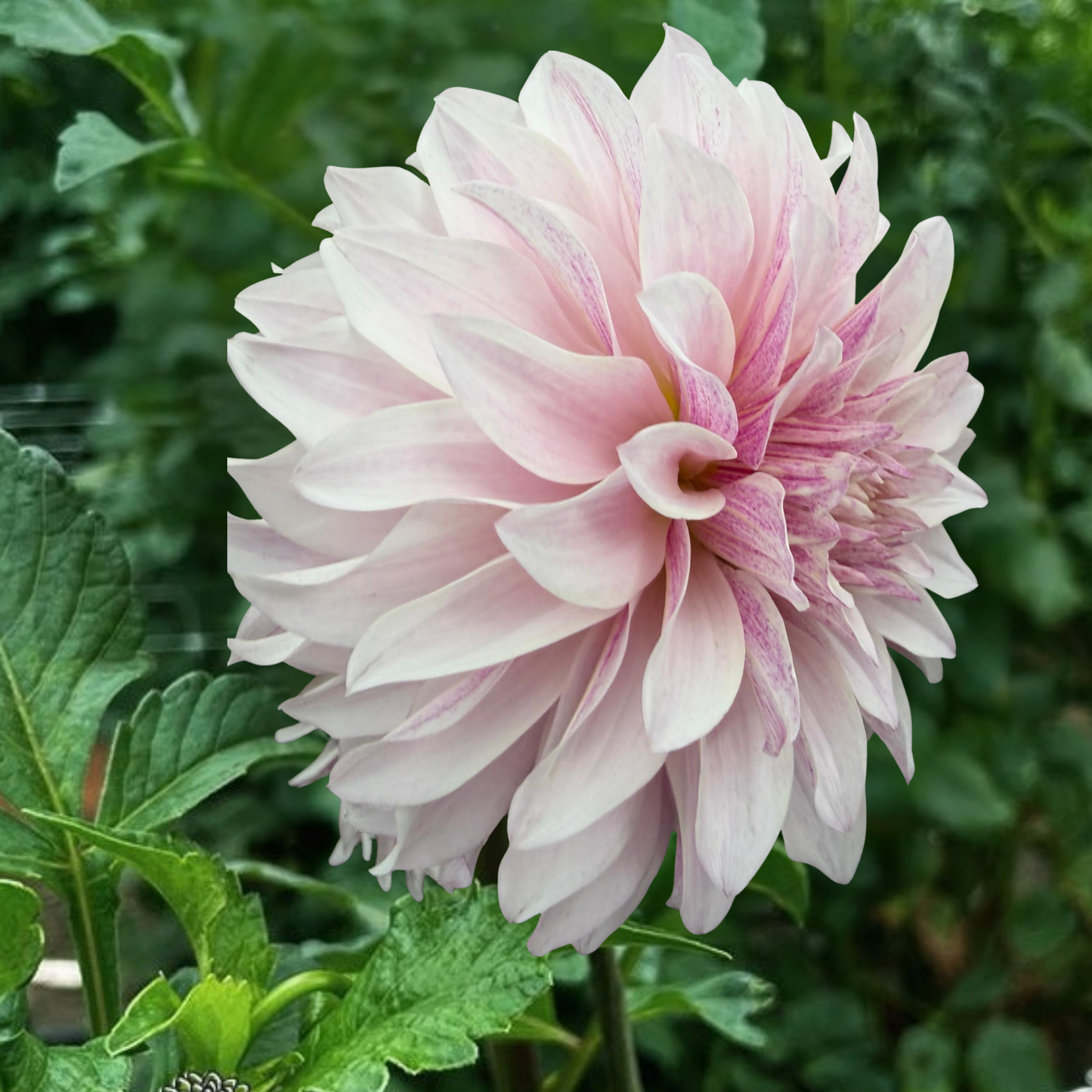 Cafe au Lait Royal Dahlia Tuber | Namibia