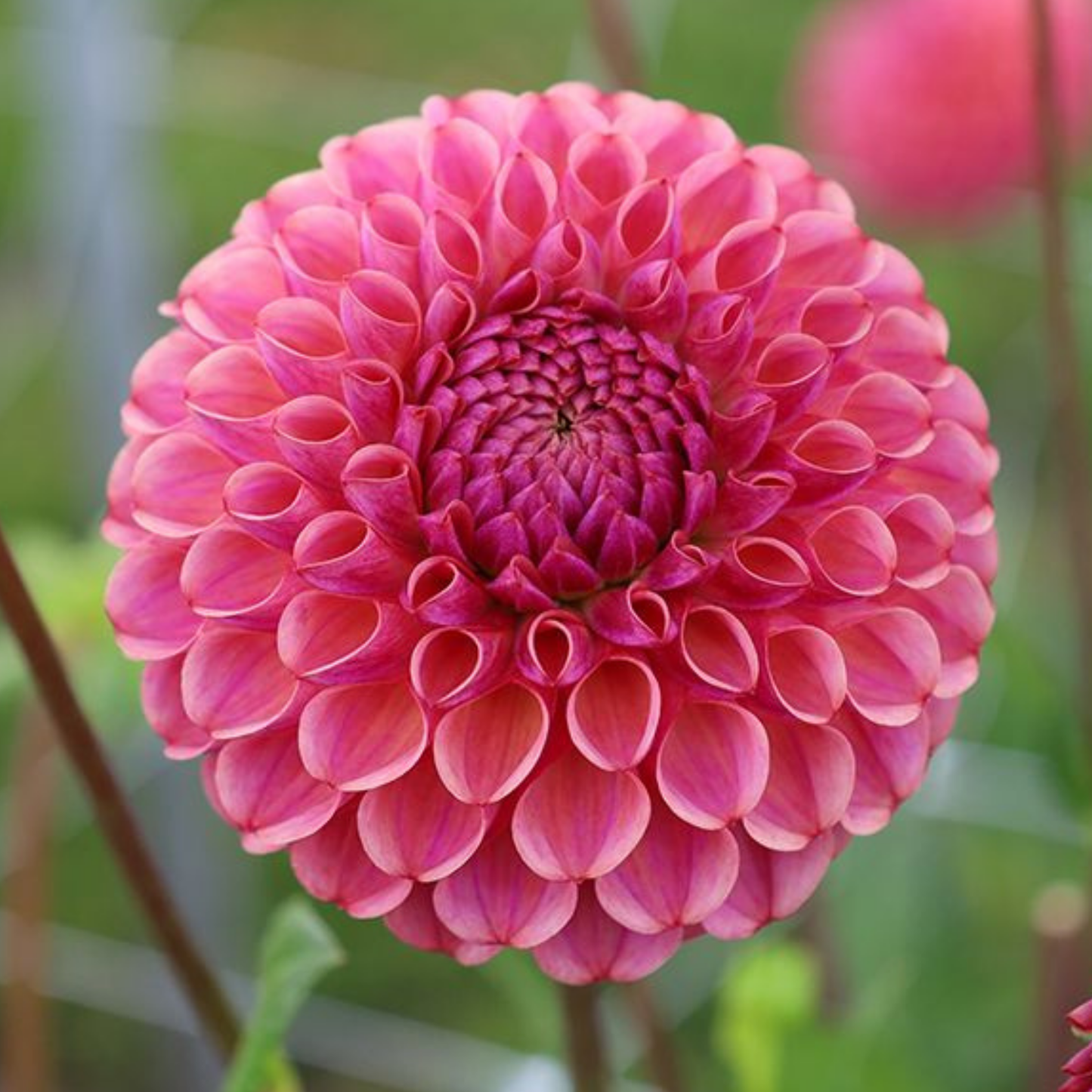 Caitlins Joy Dahlia Tuber | Namibia