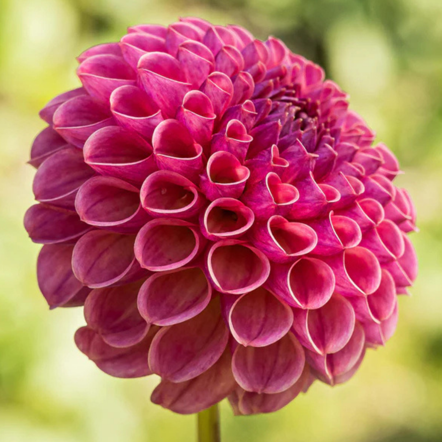 Caitlins Joy Dahlia Tuber | Namibia