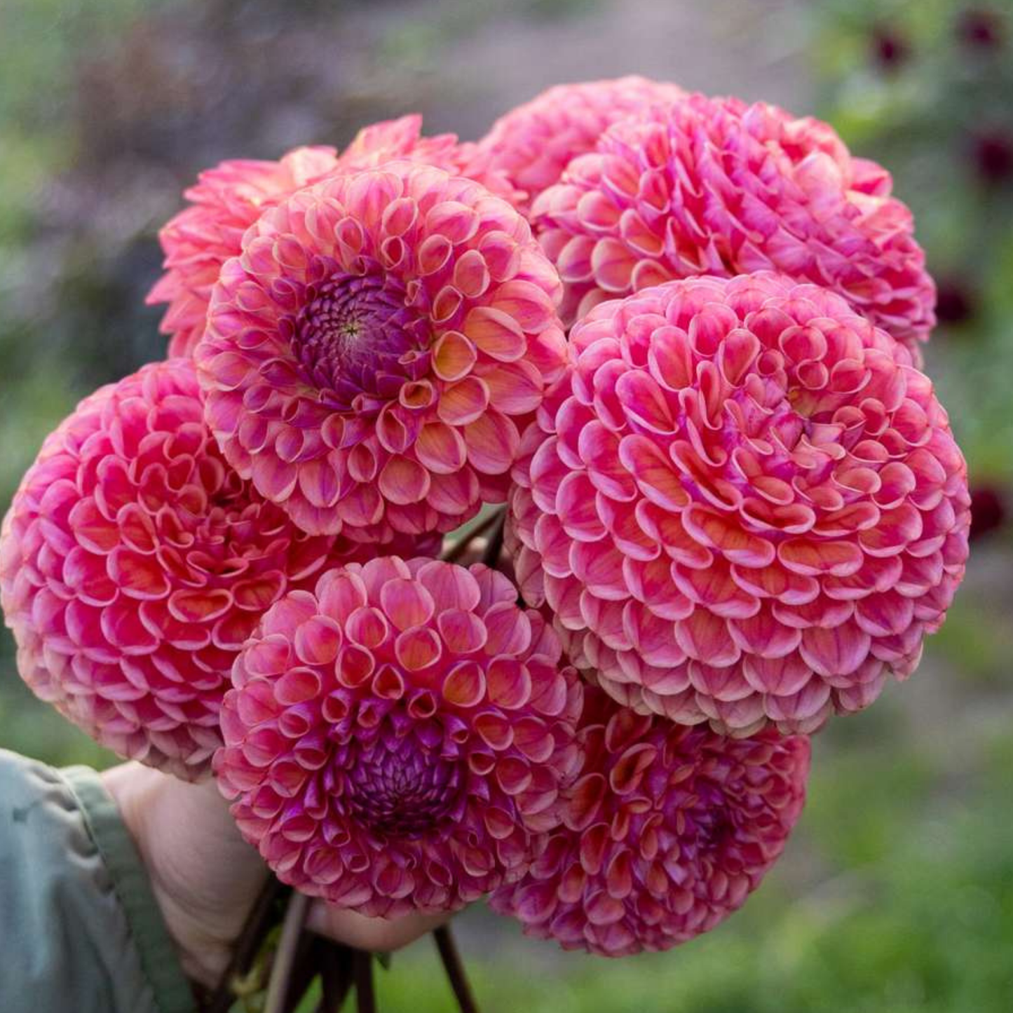 Caitlins Joy Dahlia Tuber | Namibia