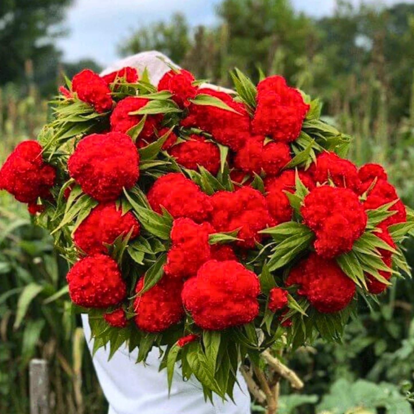 Celosia Chief Fire Seeds Namibia
